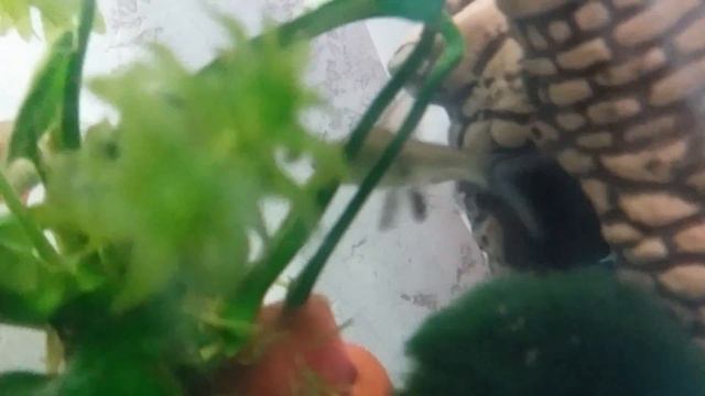 Растение ростки и жизнь рыб смотреть онлайн