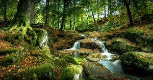 Расслабляющие Звуки леса. Звуки природы - Звуки журчащего ручья ✦ Релакс ✦ Релаксация