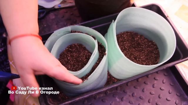 УЛУЧШЕННЫЕ улитки для РАССАДЫ. Рассада в улитке ПО - НОВОМУ. смотреть онлайн