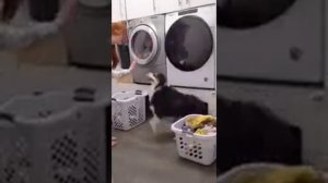 Самая умная собака!!!?