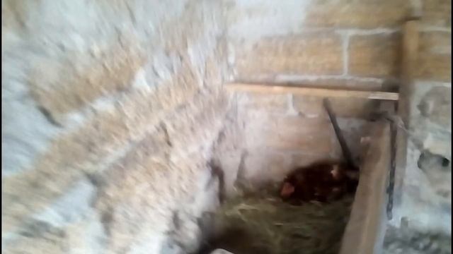 Жарю бычков \Купили еще курочек. смотреть онлайн