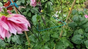 Striped Emory Paul Dahlia