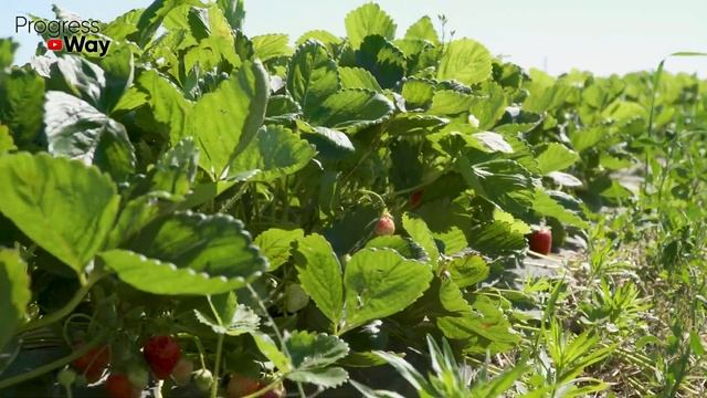 СРОЧНО ДАЙТЕ КЛУБНИКЕ САХАР И БУДЕТЕ СОБИРАТЬ УРОЖАЙ ТОННАМИ!!! УХОД ЗА КЛУБНИКОЙ ОСЕНЬЮ! смотреть онлайн