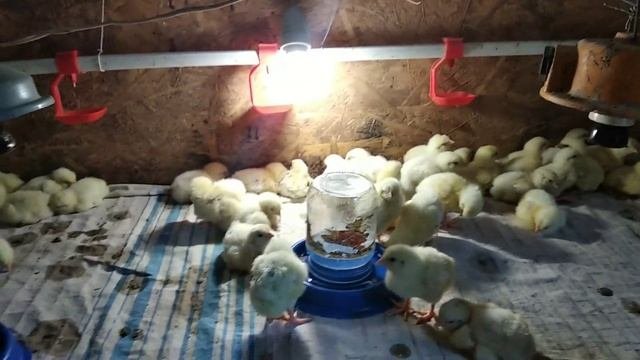 СОДЕРЖАНИЕ БРОЙЛЕРОВ С 1 ПО 10 СУТКИ ОТ А ДО Я