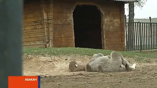 В Абаканском зоопарке родились верблюжонок и три козлика смотреть онлайн