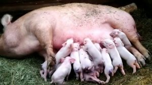 Свиноводство/осмотр свиноматок и опорос свиноматки.