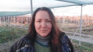 Как обновить посадки малины