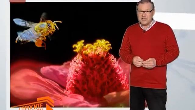 Спросите дядю Вову. Почему мед может храниться вечно смотреть онлайн