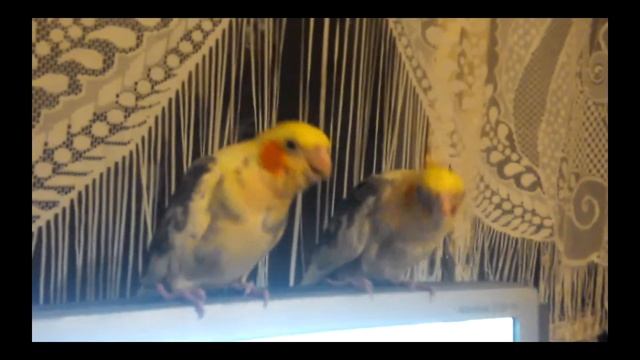 Как сделать попугая ласковым. Выкормыши кореллы приучаем к ласке. смотреть онлайн