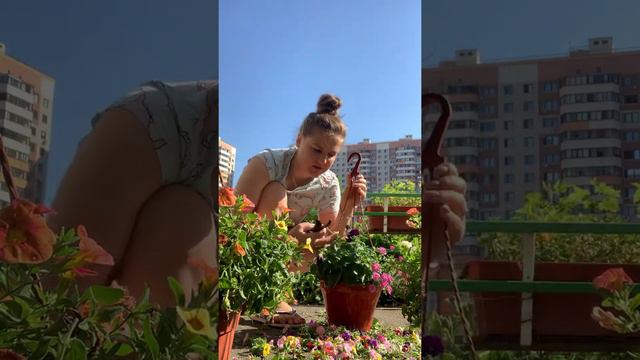 СТРИЖКА РАСТЕНИЙ / КАЛИБРАХОА 13 июля 2021 г. смотреть онлайн