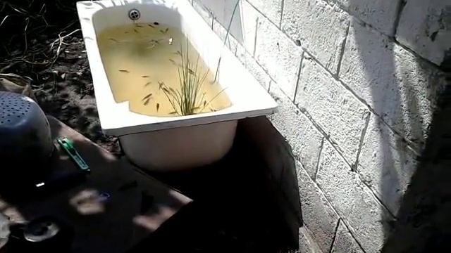 Содержание карасей в ванной! смотреть онлайн