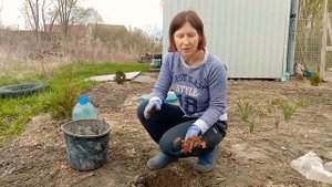 Причины ГИБЕЛИ ГЕЙХЕРЫ.Деление куста и посадка???