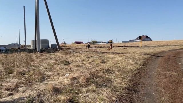 Электронный ошейник FS-250 или невидимый поводок для собак