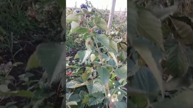 Ежевика "Блэк Мэджик". Ремонтантный сорт. смотреть онлайн