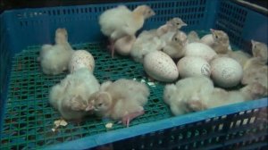 вылупление индюшат,вес в первые сутки