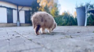 Миниатюрная Американская овчарка. Красный мрамор!