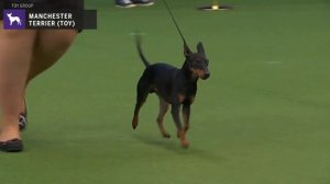 Manchester Terriers (Toy) | WKC | Breed Judging 2020