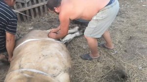 Зашиваем рану корове.