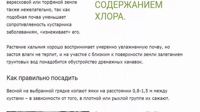Кальмия, или североамериканский горный лавр – детали выращивания в открытом грунте умеренных широт.