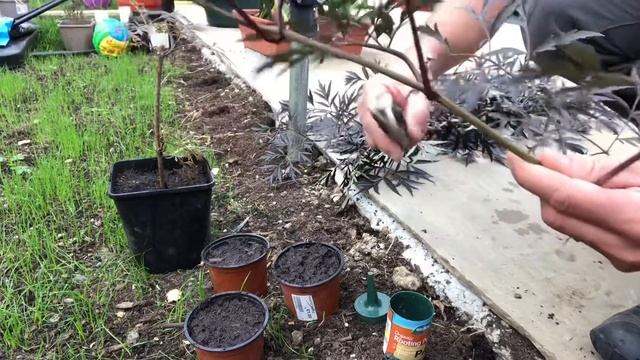 How To Propagate Sambucus ‘Black Lace’, Taking Cuttings Of Sambucus, Plant Propagation смотреть онлайн