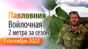 Павловния в Богородском районе на 3 сентября 2022 года.