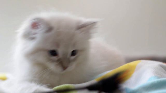 MCHeart Bubba. Blue Mitted Ragdoll смотреть онлайн