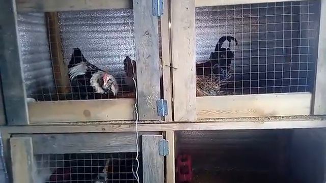 2 -1 курятник..) смотреть онлайн