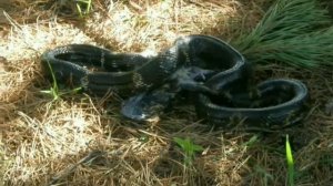 Амурский полоз, жуткие и уникальные кадры трапезы