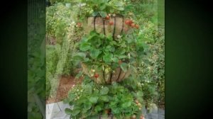 Вертикальный способ выращивания клубники. Выращивания клубники.