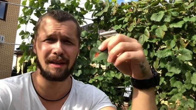 Ржавчина на груше/лечение груши