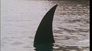 Nick Lowe - "Half A Boy And Half A Man" (Official Video)