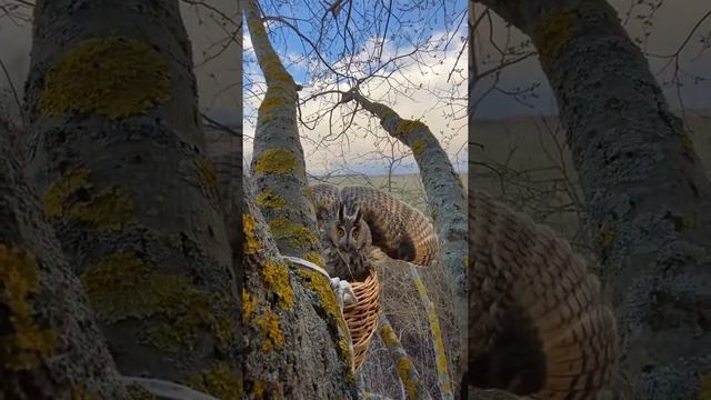 Ушастая сова не рада орнитологам. смотреть онлайн