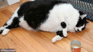 Как Кошки «говорят», Что Им Не Нравится Их Корм ¤ НЕОБЫЧАЙНОЕ