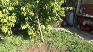 Как вырастить персиковое дерево из косточки