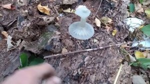 Дело ,,Буржуйка,,/Коп по Войне/Восточная Пруссия/Metal detecting ww2.