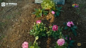 Дод 64 епизода