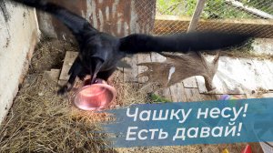 Что приготовить птицам поесть? Завтрак у Гоши и Кардинала