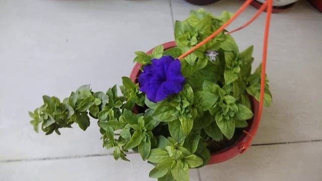 Complete care of of petunia plant, fertilizer, propagation #Gardening with Geet kumar. смотреть онлайн