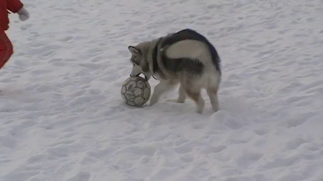 Диана 6 лет и и Мелли  5 месяцев играют в мяч. (Видео из семейного архива) смотреть онлайн