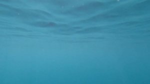 Подводная охота на горбыля. Крым 2021. Черное море.