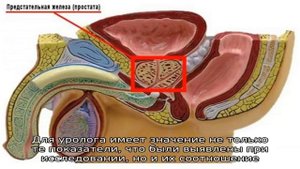 Расшифровка онкомаркера предстательной железы