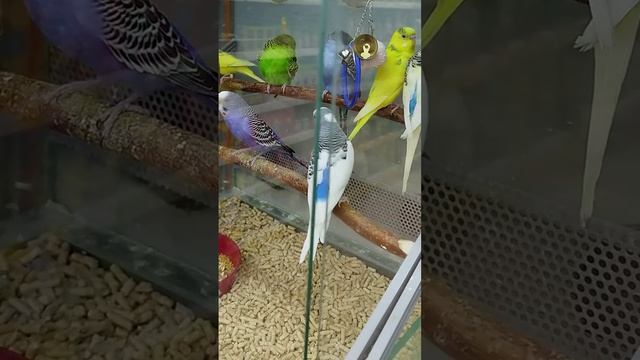 Волшебные попугаи: красота в каждом перышке.
