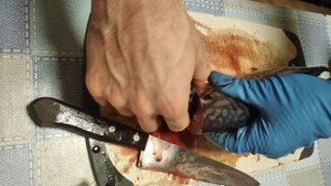 Подготовка и посол скумбрии для холодного копчения.