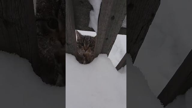 Кот-снегоход или 4WD смотреть онлайн