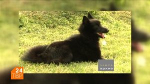 Маленькая, но не декоративная шипперке