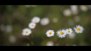 Мураками- нулевой километр (клип)