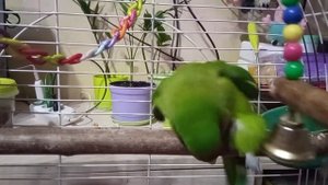 Как ведёт себя самец НЕРАЗЛУЧНИКА без самки. Половое поведение. В ход идут жердочки, игрушки.