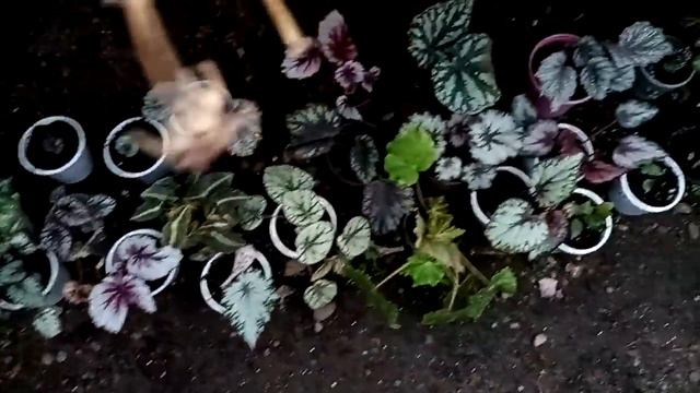 Комнатные цветы. Размещение растений.