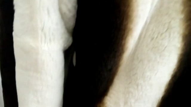 Шуба из меха бобра после ремонта (3 видео) смотреть онлайн