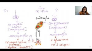 Урок "Размножение голосеменных" — ЦТ, ЕГЭ, ЗНО